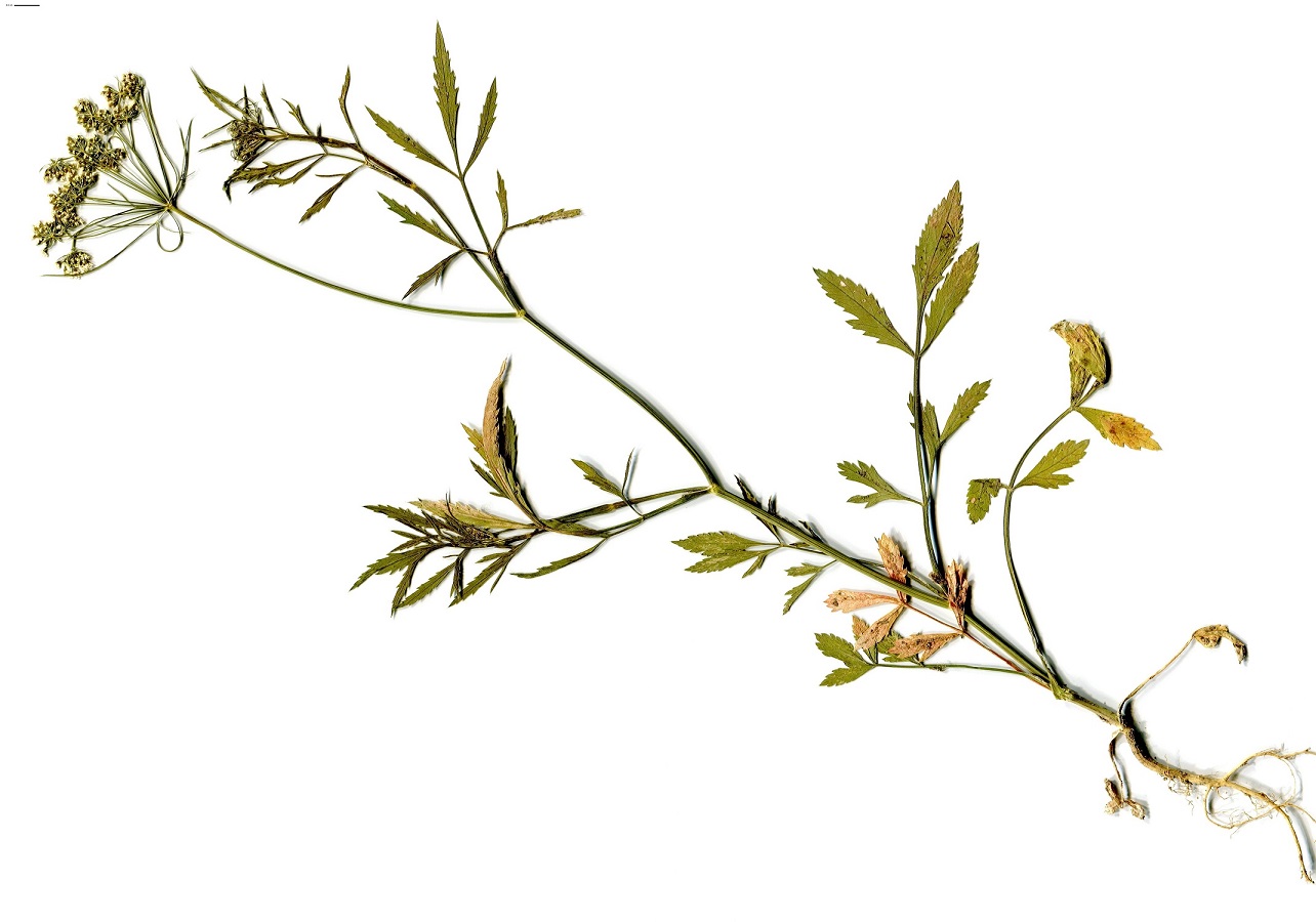 Ammi majus (Apiaceae)